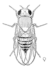 drosophile femelle