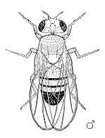 drosophile mâle