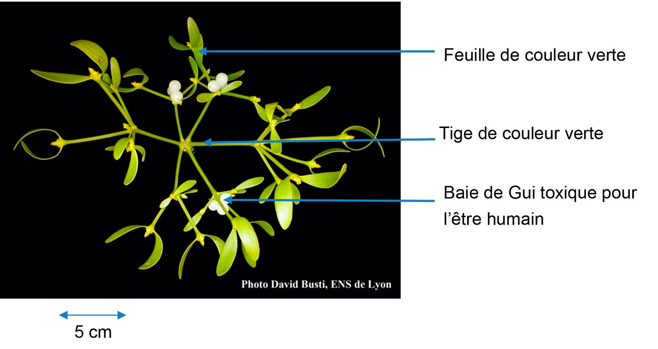 Une plante utilise les armes chimiques pour que ses graines soient  recrachées, semées par des souris. - GuruMeditation