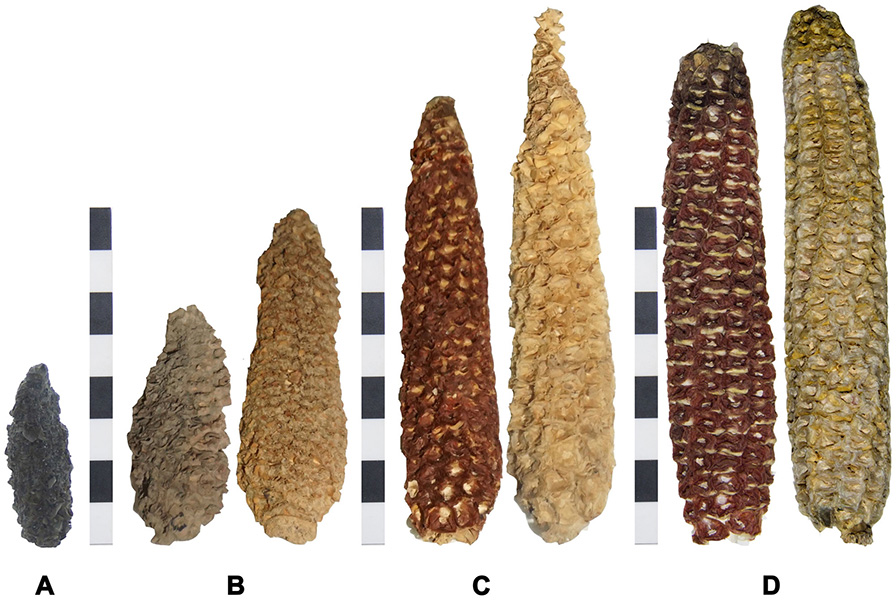 2019-elegueta_plos_e0210369_fig_2