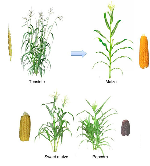 2019-zhang_s41467-019-13425-6_fig_1