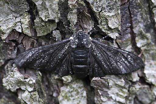 biston_betularia_carbonaria