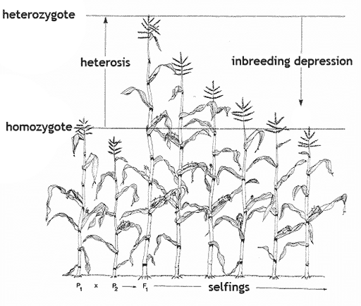 heterosis_and_inbreeding_depression