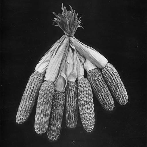 1909-corn-5814